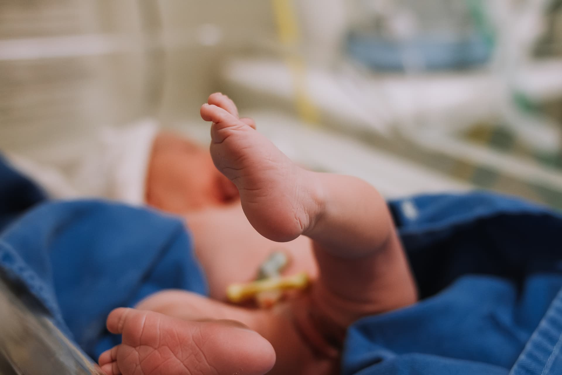 Imagem 41 da galeria fotográfica - Plartph